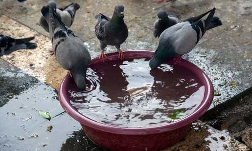 15731714414097 temp file 20240429 233815 ગરમી ફક્ત માનવો માટે જ નહીં પક્ષીઓ માટે પણ આવી છે દરેક ઘરમાં પંખીઓ માટે પાણીના કુંડા મૂકવા એ આપણી ફરજ