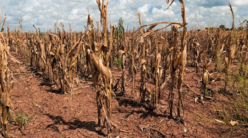 orig crop 1719453123 સરવે:50% ખેડૂતોનો પાક ખરાબ હવામાનને લીધે બરબાદ