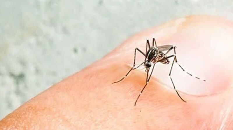 orig dengue 1720489686 પ્રથમ વેક્સિન:ડેન્ગ્યૂથી બચાવતી દેશી વેક્સિન તૈયાર, માનવ ઉપર ટ્રાયલ શરૂ