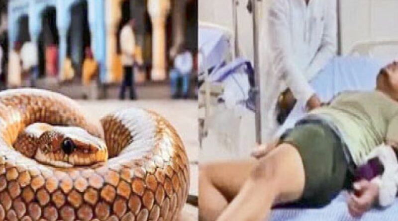 orig snake 1721266477 સત્ય બહાર આવ્યું:‘વાઘ આવ્યો નહીં, સાપ આવ્યો...’ 6 વાર નહીં, એક જ વાર કરડ્યો’તો