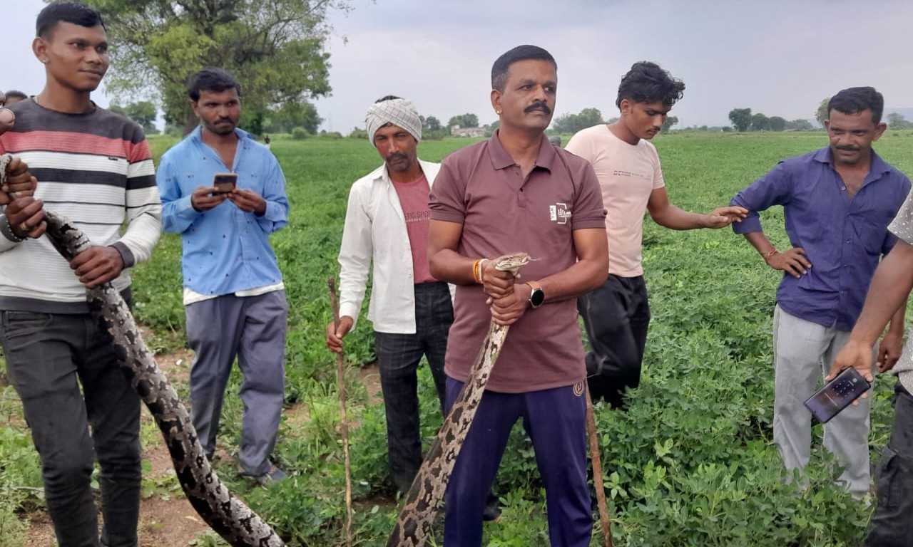 547161725261321 temp file 20240902 124517 ગંભીરપુરા જીવદયા ટીમ દ્વારા 12 ફૂટ લાંબા મહાકાય અજગરનું રેસ્ક્યુ કરાયું