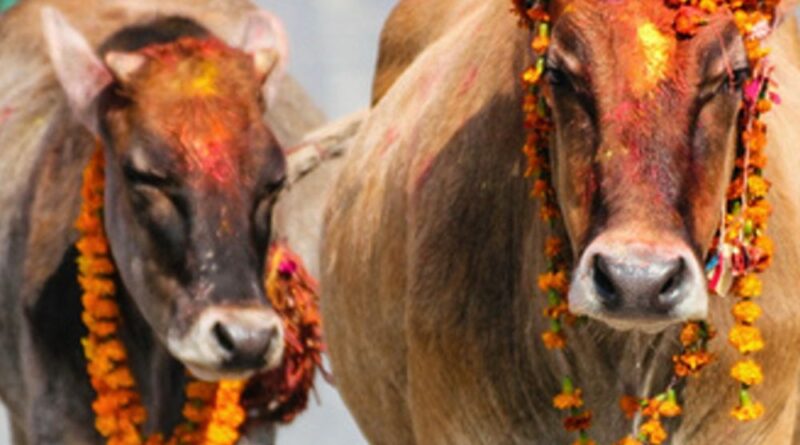 cow puja 73016603941871660447768 1727692005 ગાયને મળ્યો 'રાજ્યમાતા'નો દરજ્જો:મહારાષ્ટ્ર ચૂંટણી પહેલાં શિંદે સરકારનો મોટો નિર્ણય, આવો નિર્ણય લેનાર દેશનું બીજું રાજ્ય બન્યું