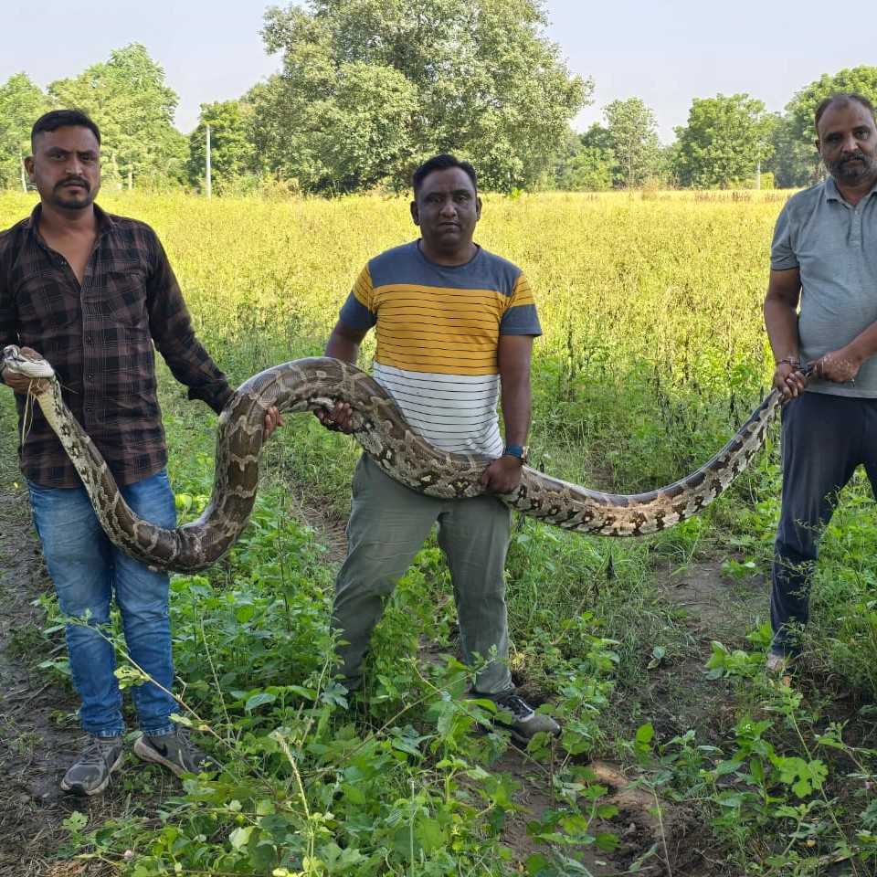 ડાયાપુર ગામેથી અંદાજીત બાર ફૂટ જેટલો લાંબો મહાકાય અજગરનુ રેસ્કયુ