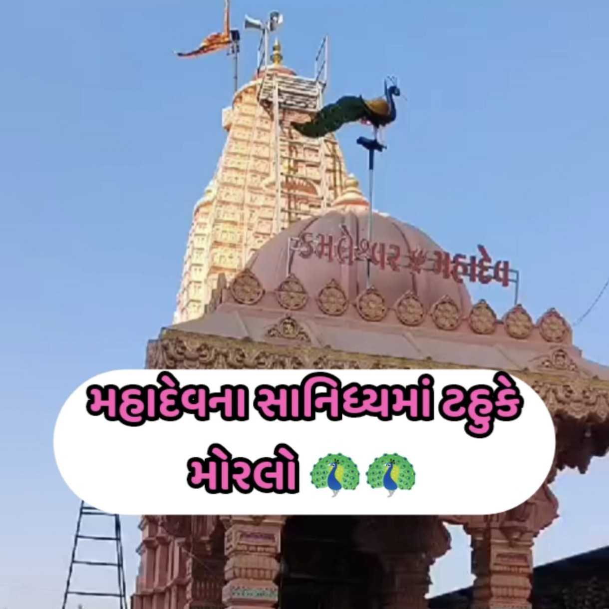 રંગીલા રાજકોટમાં ટહુક્યો મોરલો..🦚🦚🦚